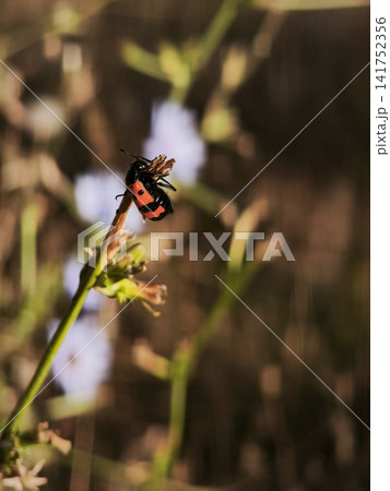 Mylabrini Blister Beetle Macro Close Up. 141752356