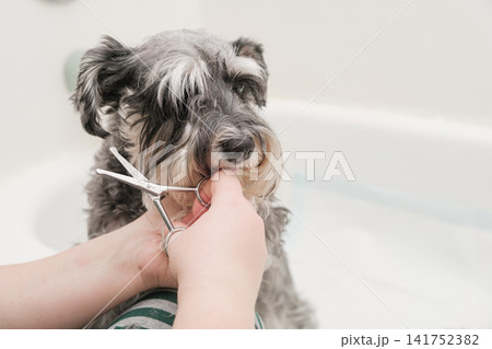 A groomer uses scissors to carefully trim the beard and muzzle of a miniature schnauzer. 141752382