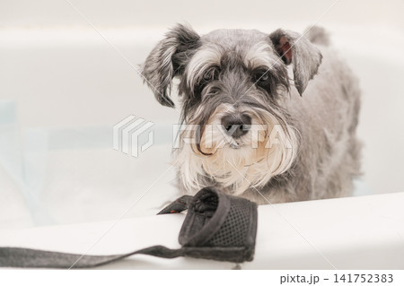 A cute miniature schnauzer dog looking at the camera from a bathtub with a muzzle in the foreground. A cute miniature schnauzer dog looking at the camera from a bathtub with a muzzle in the foreground. 141752383