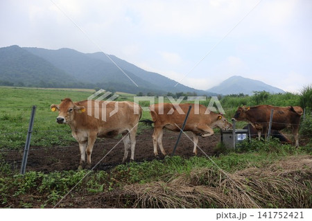 牧草地で過ごす放牧牛の風景 141752421