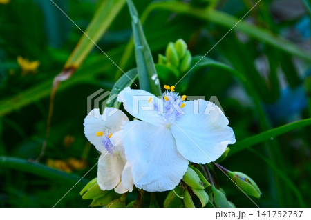白花露草の花 白花露草の花 141752737