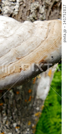 Mushroom tinder fungus growing on a tree in a forest during spring Mushroom tinder fungus growing on a tree in a forest during spring 141752817