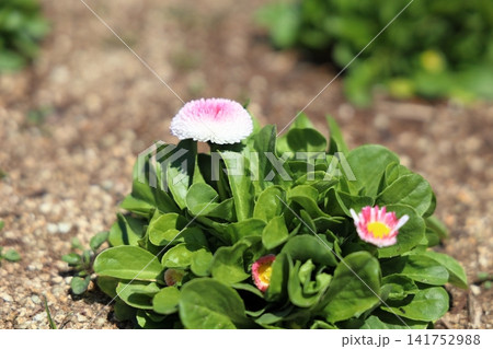 可愛い デイジーの花 可愛い デイジーの花 141752988