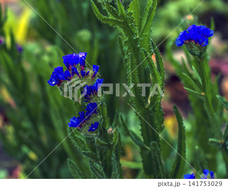 Vivid Blue Sea Lavender Flowers in Autumn Garden Vivid Blue Sea Lavender Flowers in Autumn Garden 141753029