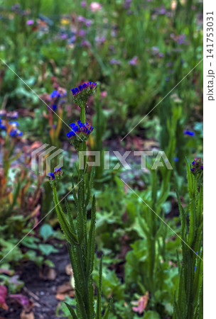 Upright Blue Statice Stems with Small Flower Clusters 141753031