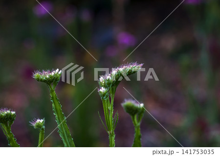 Delicate Pale Statice Flower Heads in Shallow Focus Delicate Pale Statice Flower Heads in Shallow Focus 141753035