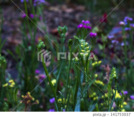 Yellow Statice Buds Among Colorful Garden Flowers 141753037