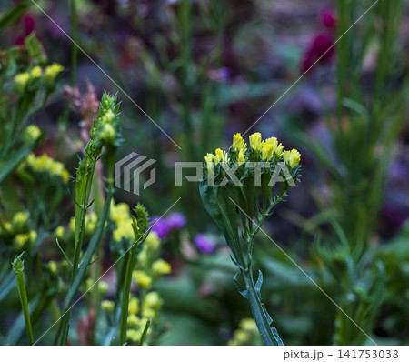 Yellow Statice Flower Cluster with Green Buds Yellow Statice Flower Cluster with Green Buds 141753038
