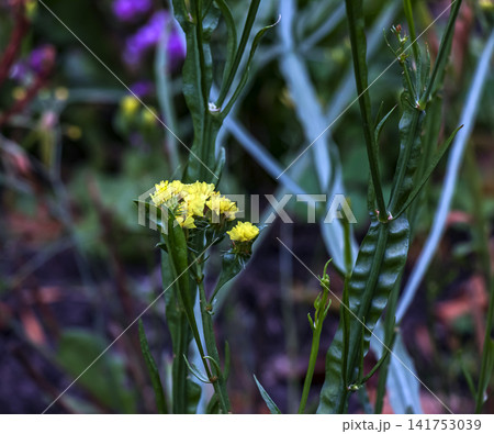 Bright Yellow Sea Lavender Isolated Against Dark Garden Bright Yellow Sea Lavender Isolated Against Dark Garden 141753039