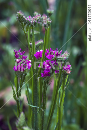 Vibrant Magenta Statice Clusters in Botanical Garden 141753042