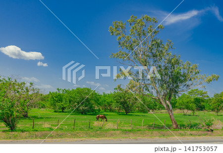 Domestic horse grazing in a beautiful, green field. Equine eating grass in a beautiful field Domestic horse grazing in a beautiful, green field. Equine eating grass in a beautiful field 141753057