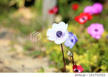 爽やか アネモネの花 爽やか アネモネの花 141753383