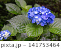 青い紫陽花 141753464