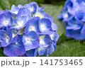 青い紫陽花 141753465