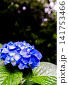 青い紫陽花 141753466