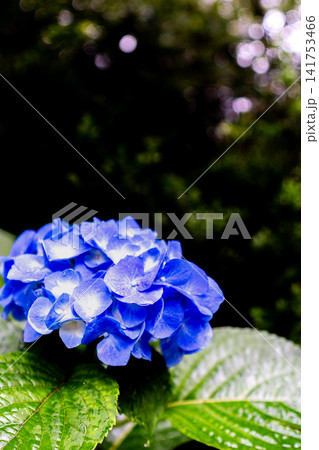 青い紫陽花 青い紫陽花 141753466