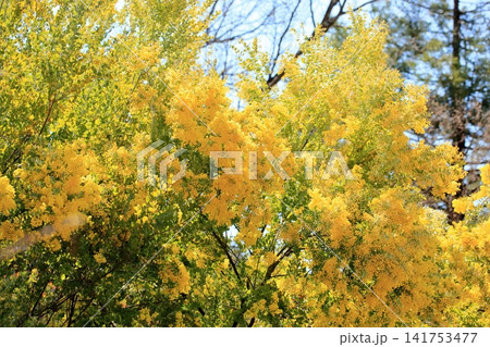 爽やか 早春咲き パールアカシアの花 爽やか 早春咲き パールアカシアの花 141753477
