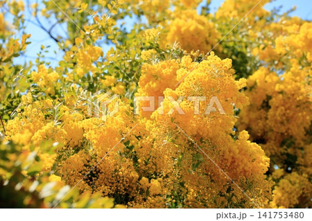 爽やか 早春咲き パールアカシアの花 爽やか 早春咲き パールアカシアの花 141753480