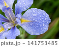 青い花 141753485