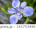 青い花 141753490