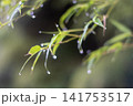 雨に濡れた葉 141753517