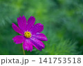 濃いピンク色のコスモス 141753518
