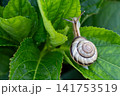 アジサイの葉にカタツムリ 141753519