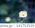可憐なシュウメイギク 141753520
