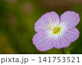 ピンクの花 141753521