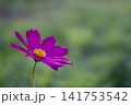 濃いピンク色のコスモス 141753542