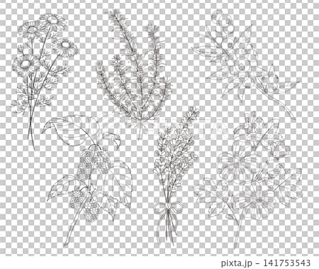 一組6種西方草藥的向量線條藝術插圖 一組6種西方草藥的向量線條藝術插圖 141753543