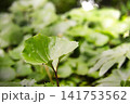 ツワブキの葉 141753562