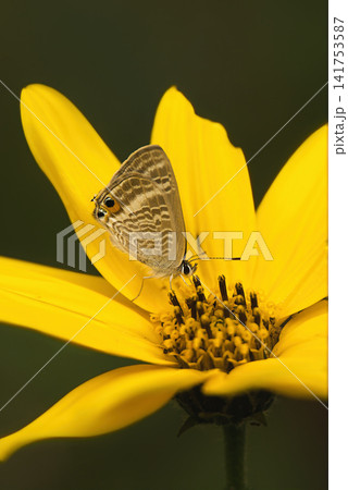 黄色い花にとまるシジミチョウ 黄色い花にとまるシジミチョウ 141753587