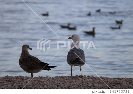 Two seagulls standing on a rocky beach by the sea Two seagulls standing on a rocky beach by the sea 141753721