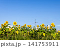 青空の下に咲くひまわり畑 夏の風景（神戸） 141753911