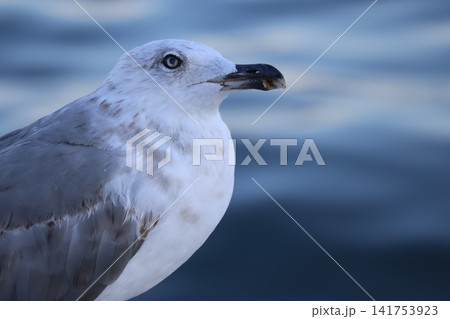 Close up profile portrait of a seagull against blurred water Close up profile portrait of a seagull against blurred water 141753923