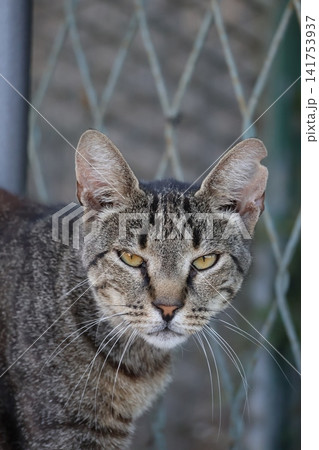 Close-up portrait of a serious tabby cat with a notched ear outdoors Close-up portrait of a serious tabby cat with a notched ear outdoors 141753937