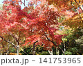 秋の紅葉したもみじ 141753965
