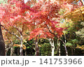秋の紅葉に染まる 141753966