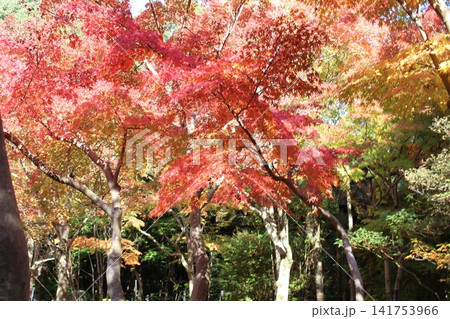 秋の紅葉に染まる 秋の紅葉に染まる 141753966