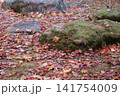 落ち葉の絨毯 141754009