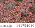 落ち葉の絨毯と紅葉の落ち葉 141754010