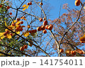 たわわに実る柿 141754011