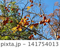 たわわに実る柿 141754013