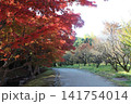 紅葉のある道 141754014