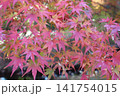 紅葉したもみじ 141754015