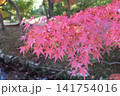 真っ赤な紅葉 141754016