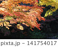 鮮やかな紅葉 141754017