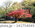 紅葉した木 141754049