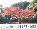 真っ赤な紅葉 141754052